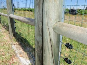 timber pole electrified fence 2